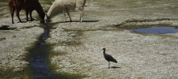 (AR-0030) Parque Nac. Lauca + Reserva Nac. Las Vicuñas + Parque Nac. Volcán Isluga 5D/4N